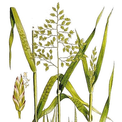Poa_annua_luecking_web poa annua