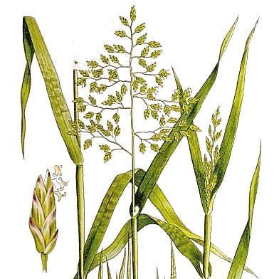 poa annua 